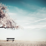 cherry-blossoms-by-the-bench-16_www.FullHDWpp.com_